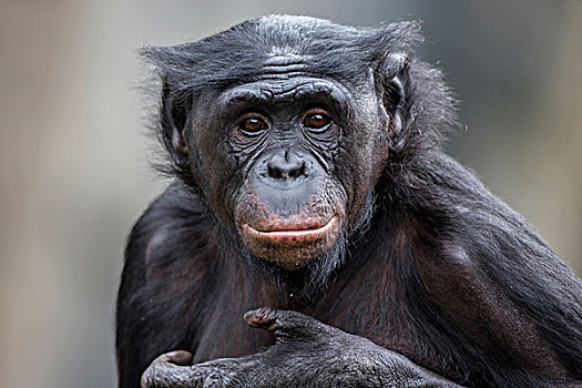 倭黑猩猩,非洲