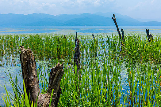 云南大理洱海海舌公园水中的树桩和水草