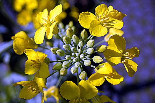 油菜,花