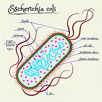 大肠杆菌手绘图图片