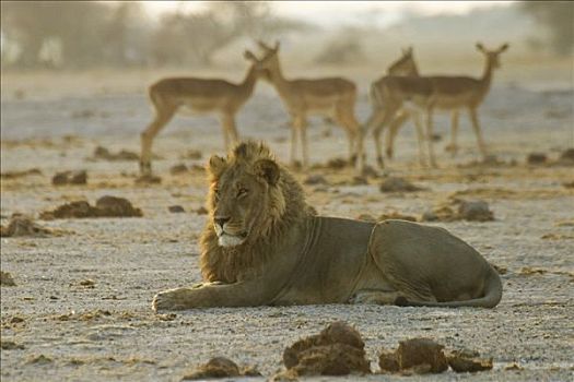 雄性,狮子,卧,大象,黑斑羚,背景,博茨瓦纳,非洲