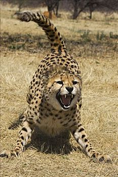 印度豹,猎豹,叫声,基金,纳米比亚