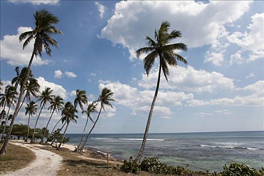 棕榈树,海滩,蓬塔卡纳,多米尼加共和国