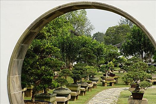 盆景树,风景,拱形,入口,中式花园,新加坡