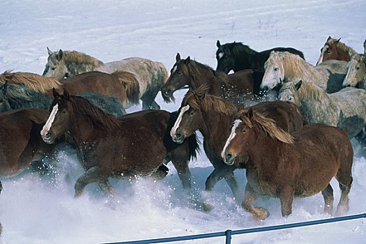 驰骋,马,雪,牧场