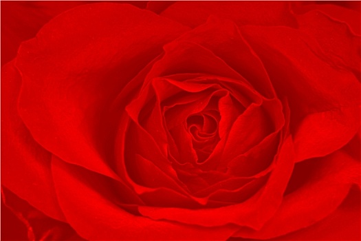玫瑰,红色背景
