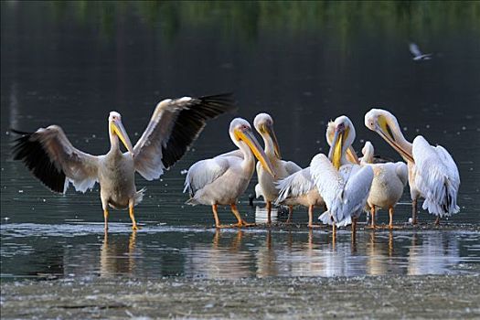 白色,鹈鹕,白鹈鹕,清洁,羽毛,纳库鲁湖,国家公园,肯尼亚,东非