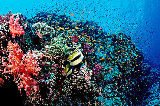彩色,珊瑚礁,兄弟群岛,红海,埃及