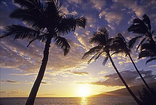 棕榈树,剪影,鲜明,日落,天空