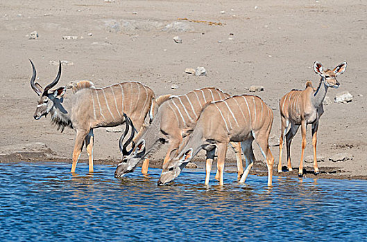 大捻角羚,雄性,女性,幼兽,喝,水坑,埃托沙国家公园,纳米比亚,非洲