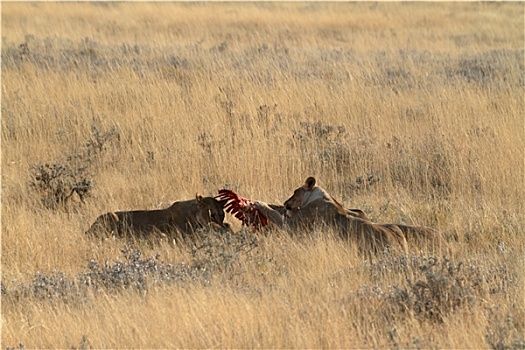 国家公园,纳米比亚