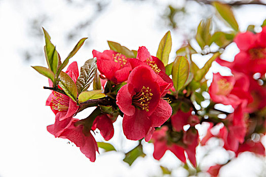 园林,石榴花