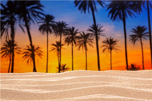 热带,棕榈树,日落,天空,沙滩,沙丘,海滩