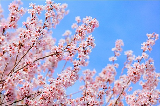 樱花,清晰,蓝天