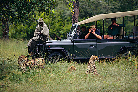 旅游,旅行队,拍照,印度豹