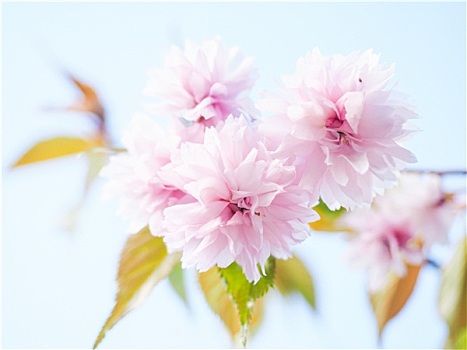 日本,粉色,樱花,盛开