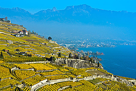 葡萄园,金色,黄色,秋叶,上方,日内瓦湖,拉沃,沃州,瑞士,欧洲