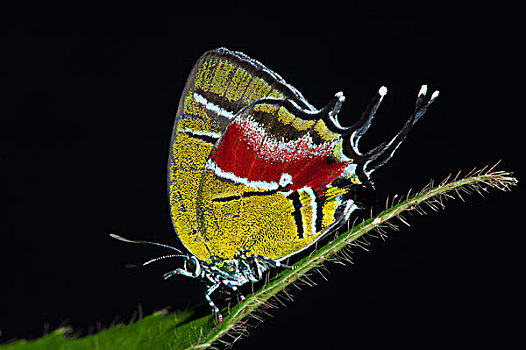 蝴蝶,灰蝶科,国家公园,亚马逊河,厄瓜多尔