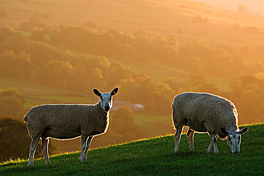 家羊,蓝色的脸面,莱斯特,两个,母羊,山坡,逆光,秋天,阳光,英格兰,欧洲