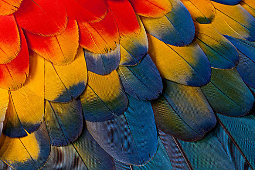 绯红金刚鹦鹉,翼,隐蔽,羽毛