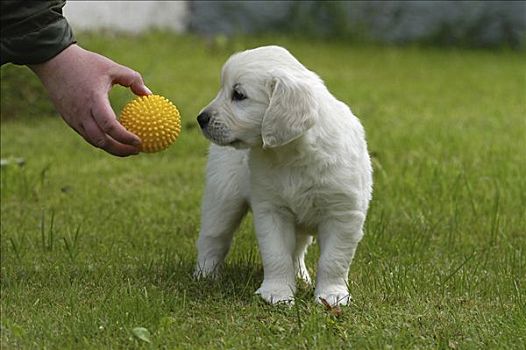握着,球,正面,金毛猎犬,小狗