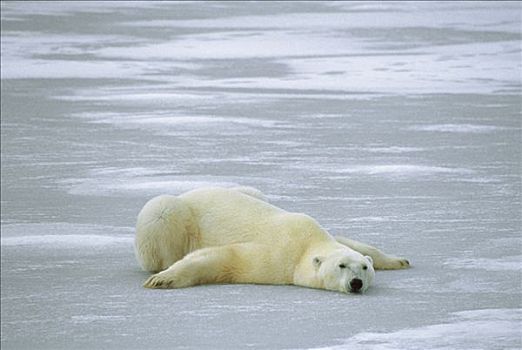 北极熊,冰,腹部,丘吉尔市,曼尼托巴,加拿大