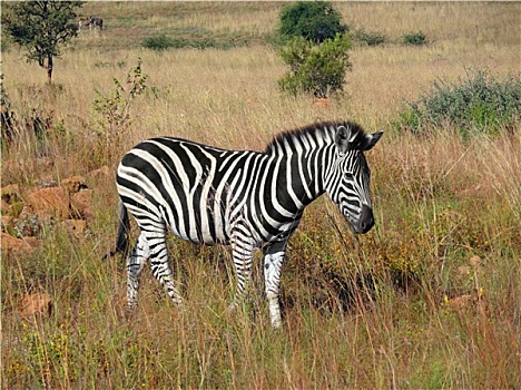 斑马,南非