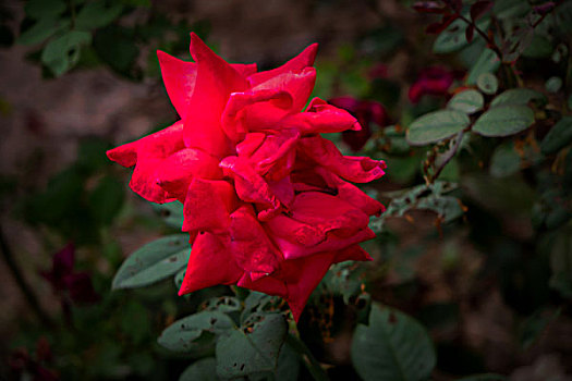 月季花,美丽月季,美艳月季花