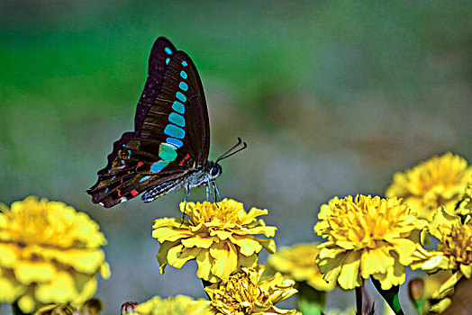 蝴蝶采花蜜环境景观