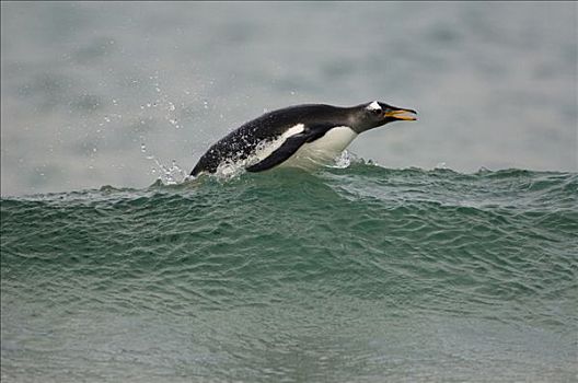 巴布亚企鹅,游泳,鹅卵石,岛屿,福克兰群岛