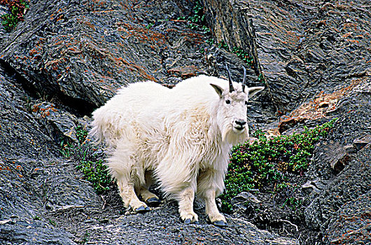 石山羊,雪羊,落基山脉,艾伯塔省,加拿大