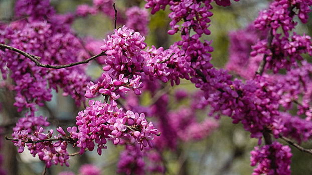 春季自然风光盛开的紫荆花