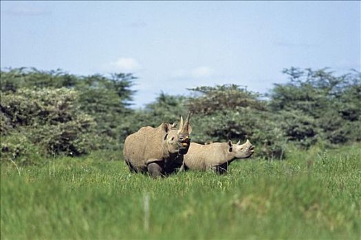 黑犀牛,幼兽,安伯塞利国家公园,国家公园,东非