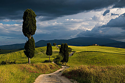 风景,土路,靠近,皮恩扎,锡耶纳省,托斯卡纳,意大利,欧洲
