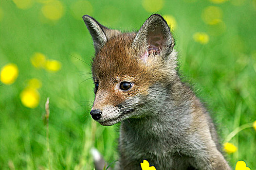 红狐,狐属,幼仔,花,诺曼底
