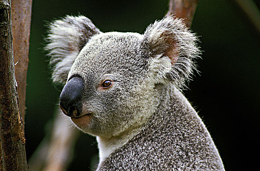 树袋熊,头部,特写,成年,澳大利亚