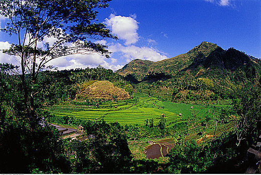 俯视,阶梯状,景观树,山,巴厘岛,印度尼西亚