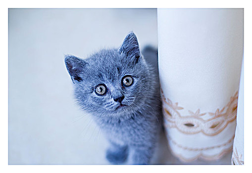 英短蓝猫