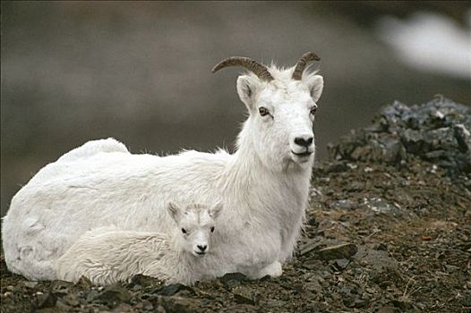 野大白羊,白大角羊,父母,倚靠,阿拉斯加