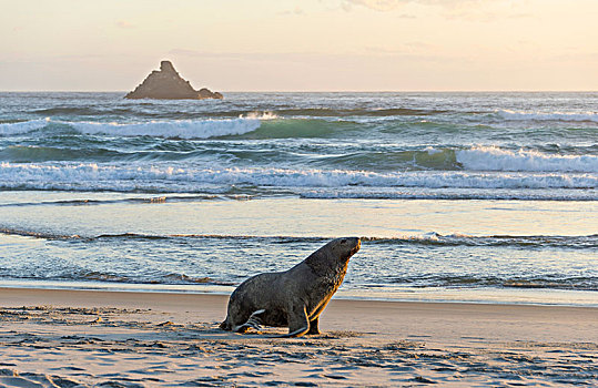 新西兰海狮,湾,奥塔哥,半岛,南岛,新西兰,大洋洲