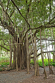 菩提树,哈莱亚卡拉国家公园,毛伊岛,夏威夷