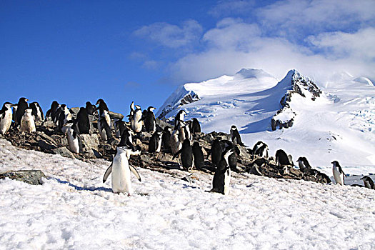 巴布亚企鹅,幼禽,栖息地,乐园,港口,南极