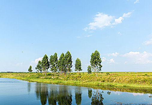小樹,湖水,倒影