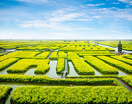 江苏省泰州市兴化市千垛景区垛田上的油菜花