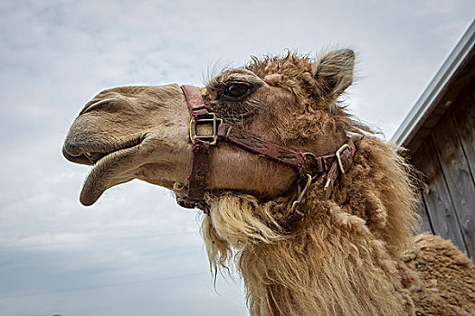 侧面,骆驼,头部,特写,仰视,成年,靠近,印地安那