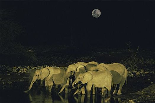 非洲象,水潭,夜晚,埃托沙国家公园,纳米比亚