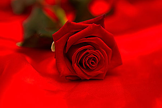 红玫瑰,躺着,红色,丝绸,表面