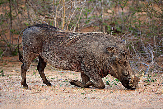 疣猪,成年,喂食,克鲁格国家公园,南非,非洲