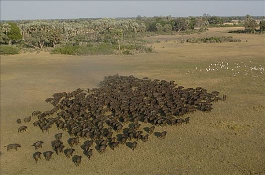 南非水牛,非洲水牛,牧群,非洲
