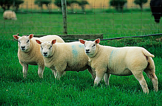 家羊,羊羔,坎布里亚,英格兰,欧洲